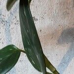 Monstera lechleriana Ліст