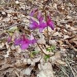 Lathyrus vernusFlor