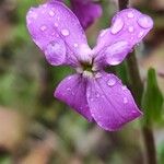 Hesperis laciniata 花