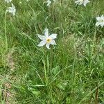 Narcissus poeticus 整株植物