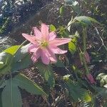 Passiflora tripartita Flower