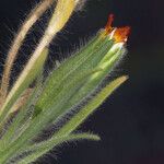 Achyrachaena mollis Kvet