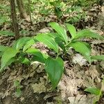 Polygonatum latifolium 葉