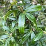 Helwingia himalaica