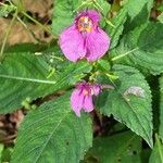 Impatiens textorii Blüte