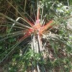 Bromelia balansae Costuma