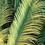 Cycas panzhihuaensis 形態