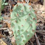 Opuntia littoralis Lapas
