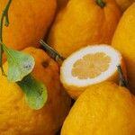 Citrus × limon Frukt