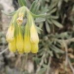 Onosma pseudoarenaria Fiore