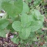 Mentha × rotundifolia Leaf