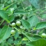 Solanum nigricans Fruit