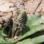Ledebouria revoluta Цвят