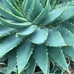 Aloe polyphylla Habitus