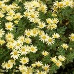 Argyranthemum maderense Habitatea