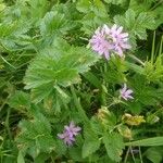 Erodium moschatum برگ