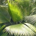 Pritchardia pacifica List