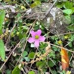 Oxalis debilisFlower