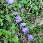 Campanula bononiensis 花