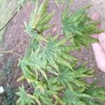 Acer shirasawanum Folha