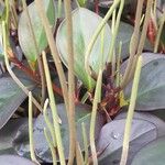 Peperomia clusiifolia