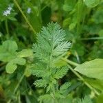 Erodium cicutarium Leaf