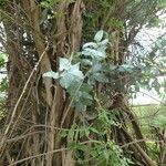 Eucalyptus globulus Blad