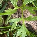 Ranunculus paludosus Leaf