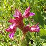 Anacamptis papilionacea Flor