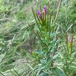 Epilobium parviflorumLorea