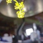 Cruciata laevipes Flower