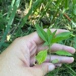 Euphorbia dentata Leaf