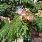 Albizia julibrissin花