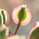 Lomatium dasycarpum Плод