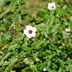 Pavonia hastata Cvijet
