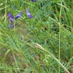 Vicia onobrychioides 葉