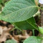 Ruellia prostrata Leaf