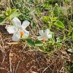 Hibiscus flavifolius 花