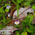 Mazus dentatus Alkat (teljes növény)