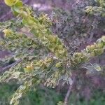 Acacia paradoxa Leaf