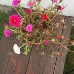 Portulaca grandifloraFlower