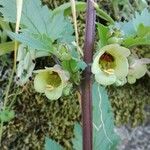 Scrophularia trifoliata Fleur