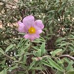 Cistus parviflorus പുഷ്പം