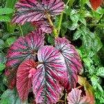 Begonia brevirimosa Habit