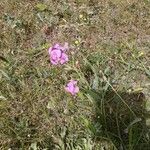 Lathyrus latifoliusLorea