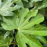 Fatsia japonica 葉