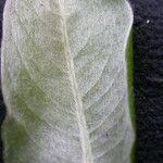 Salix daltoniana Leaf