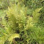 Dryopteris athamantica Leaf