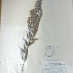 Isodon ternifolius Otro