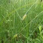 Carex melanostachya 整株植物